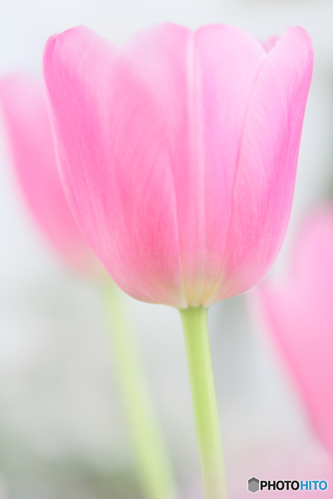 愛の芽生え