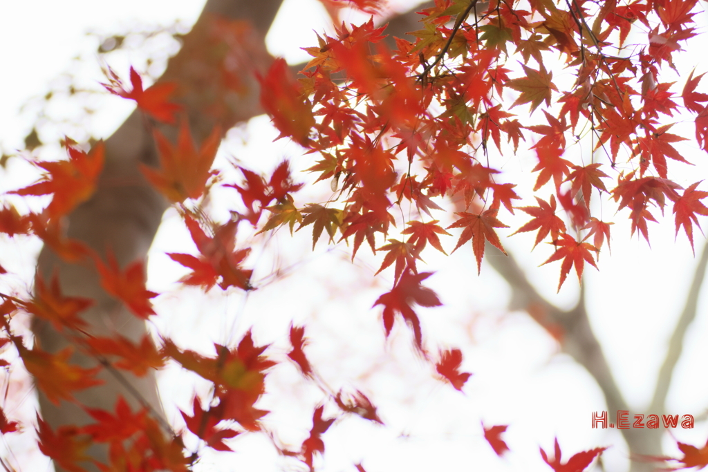 momiji3