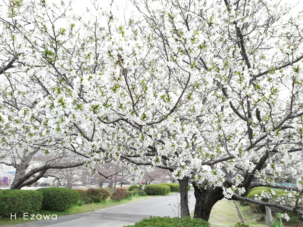 white cherry blossoms
