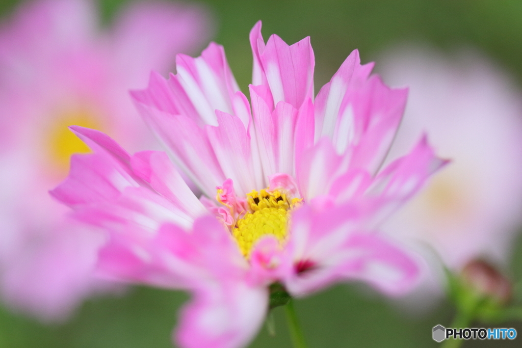 Cosmos passion