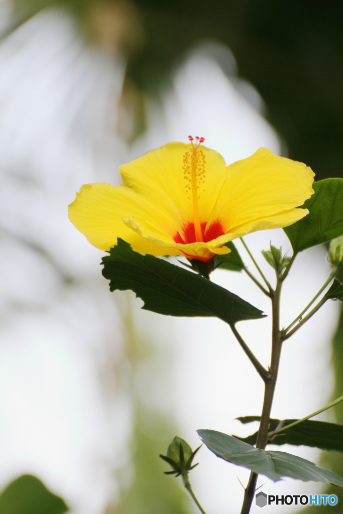 Yellow hibiscus