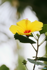 Yellow hibiscus
