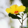Yellow hibiscus