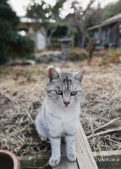 農家の猫