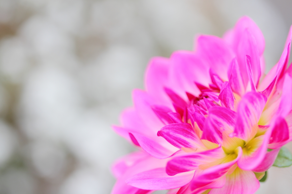 Pink of the passion