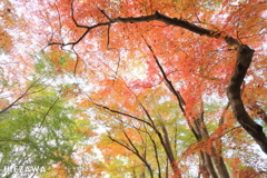 紅葉グラデーション（十枝の森7）