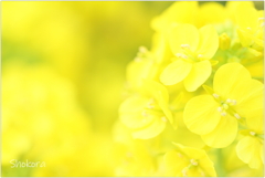 Spring yellow2