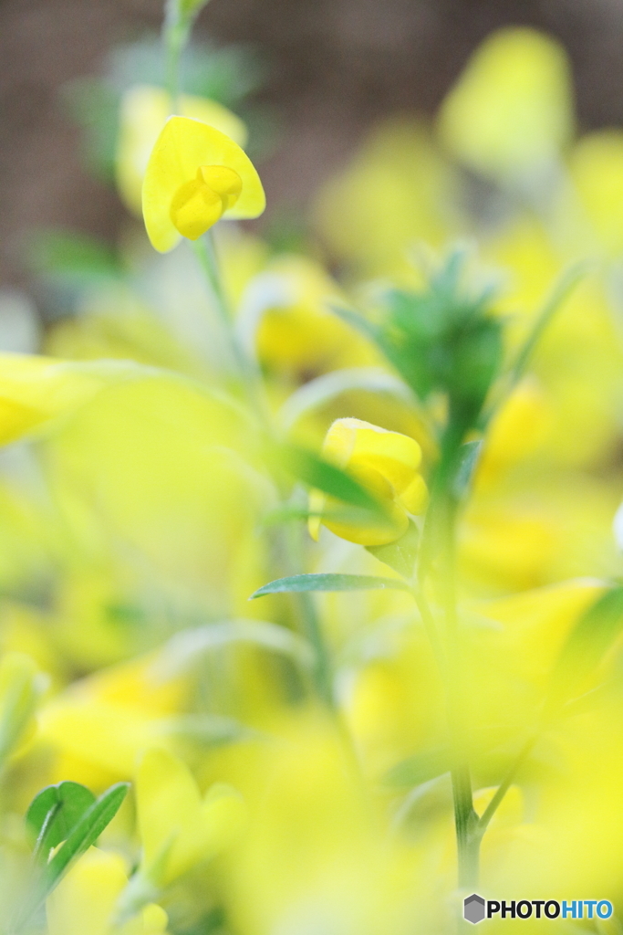 Yellow forest