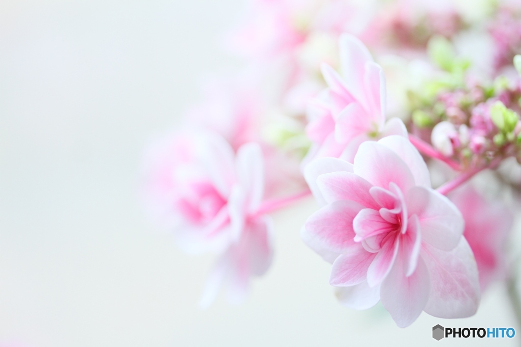 Cute hydrangea3