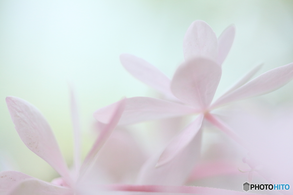 Fairy of June