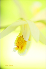 黄花シラン