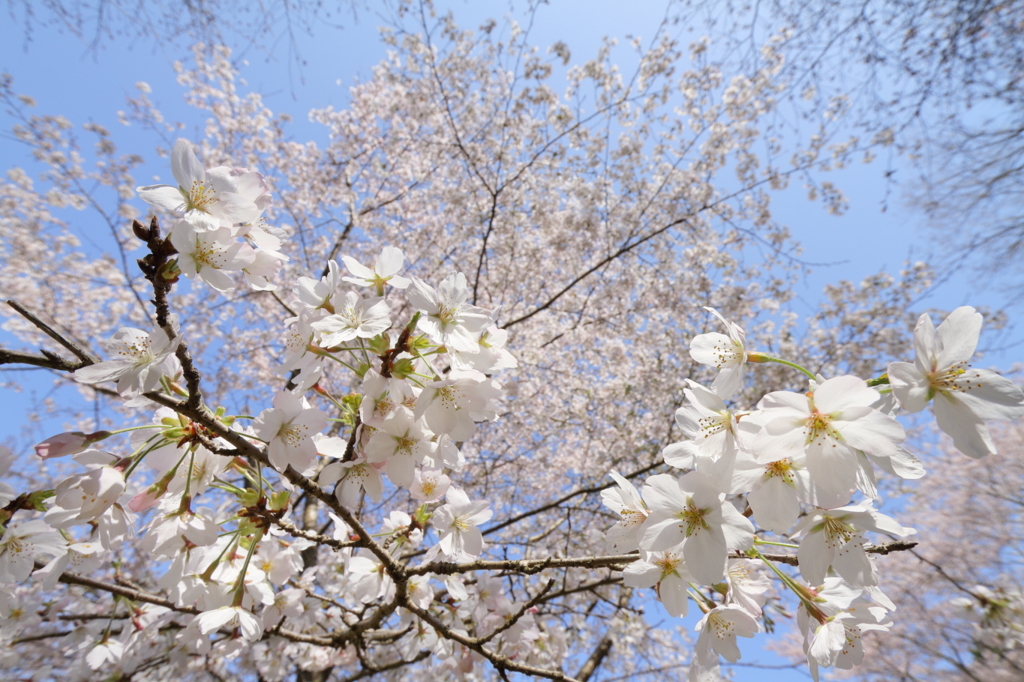 桜を見上げて