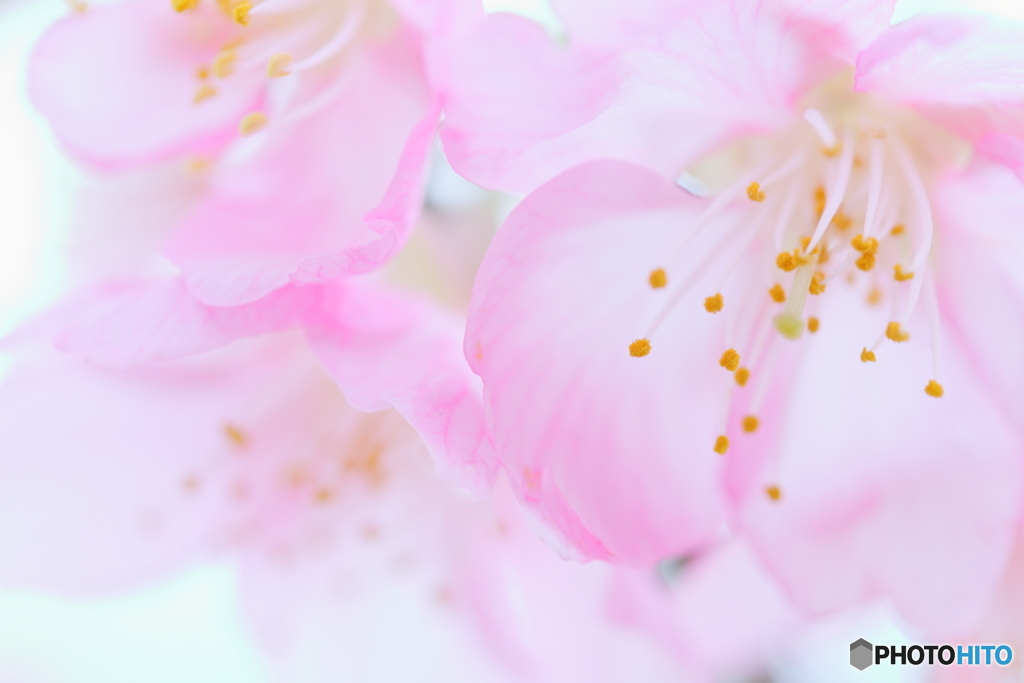 Cute and soft pink