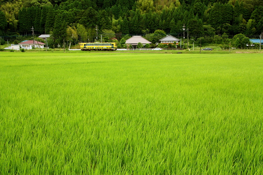 線路のある風景～緑のじゅうたん～