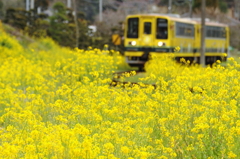 菜の花の中を