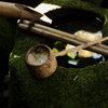 苔のある風景