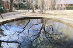天水桶に映る枝垂れ桜