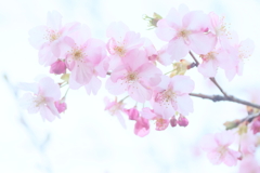 河津桜3