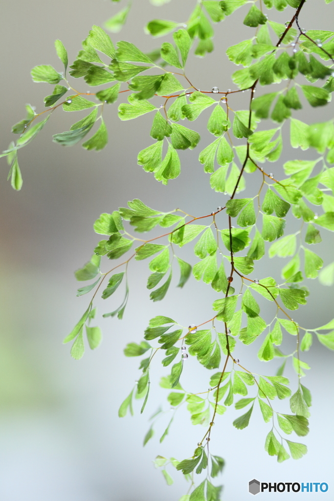 Healing green 2