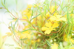 yellow flowers
