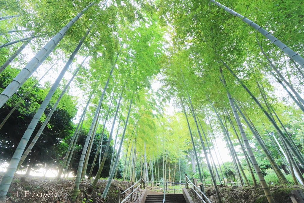 竹林の階段