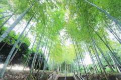 竹林の階段