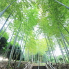 竹林の階段