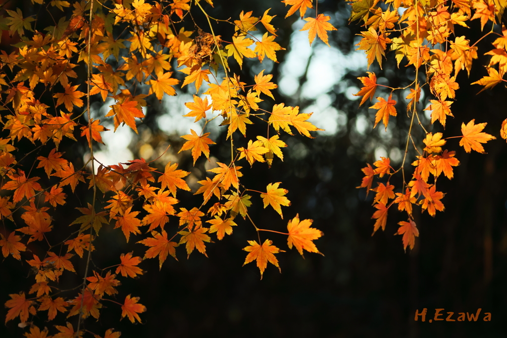 十枝の森の紅葉