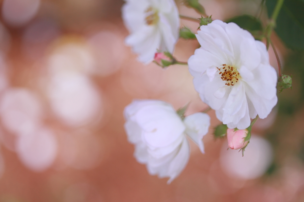 White rose