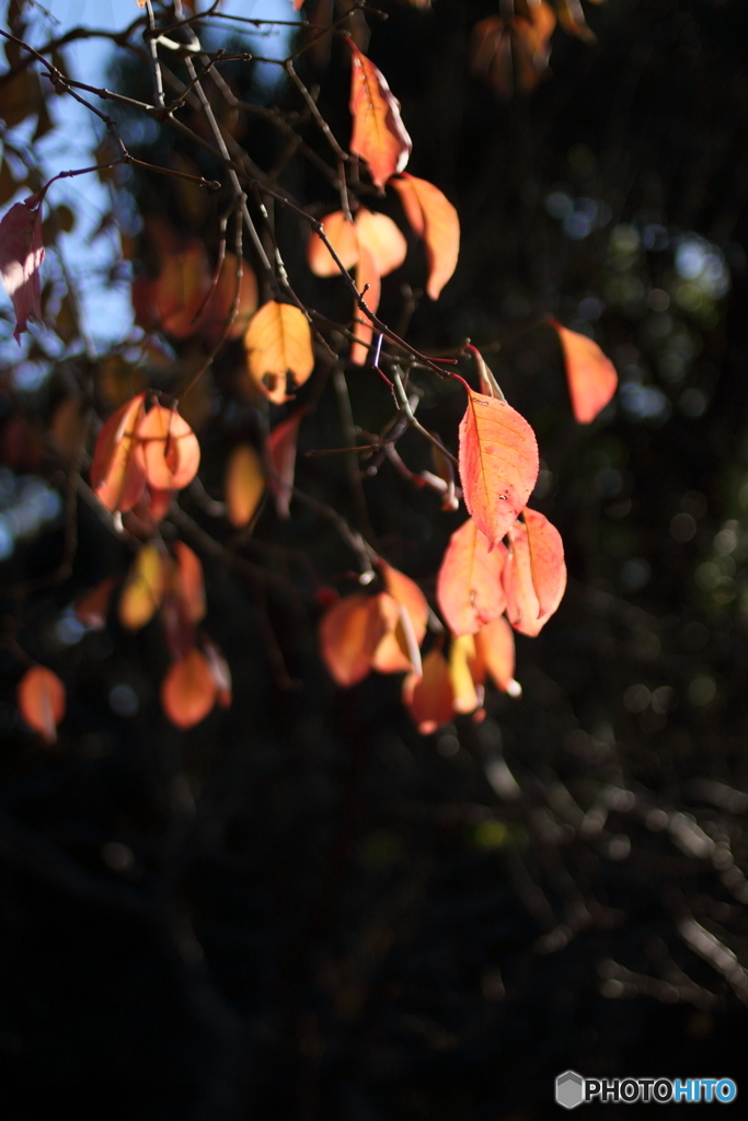 Orange leaves