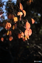 Orange leaves