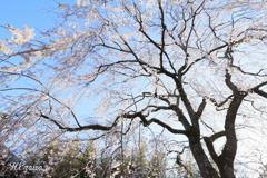 青空と姫桜Ⅳ