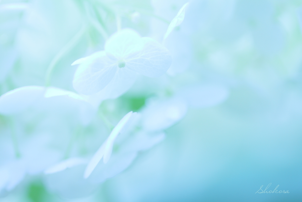 アナベルの印象Ⅱ