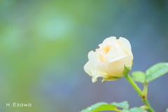 クリーム色の薔薇2