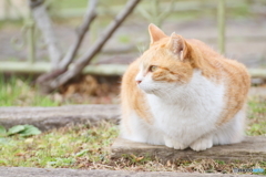 青葉の森の猫