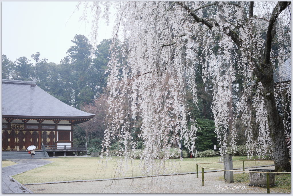 雨の栄福寺