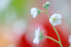 ちいさな花