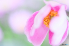 薄れゆく愛