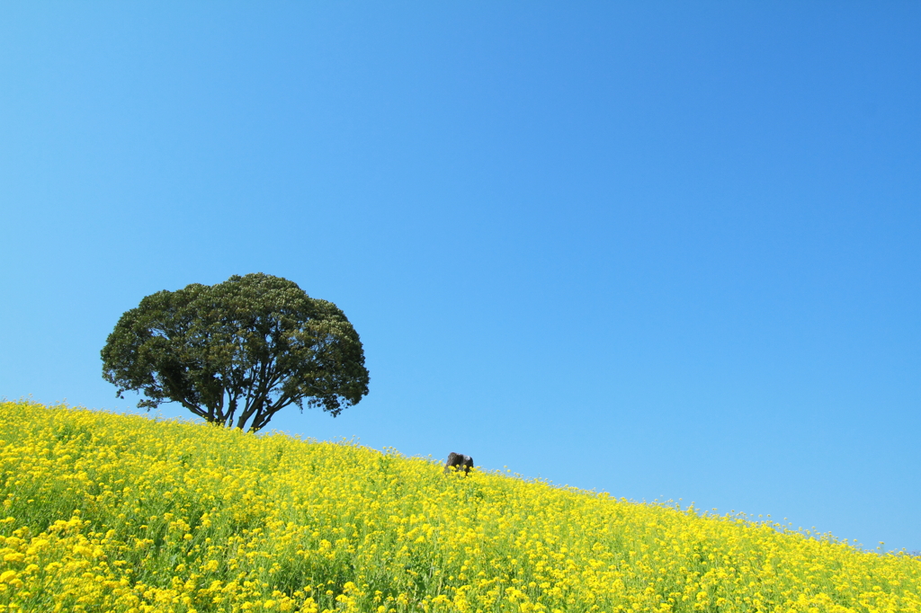 Yellow hill
