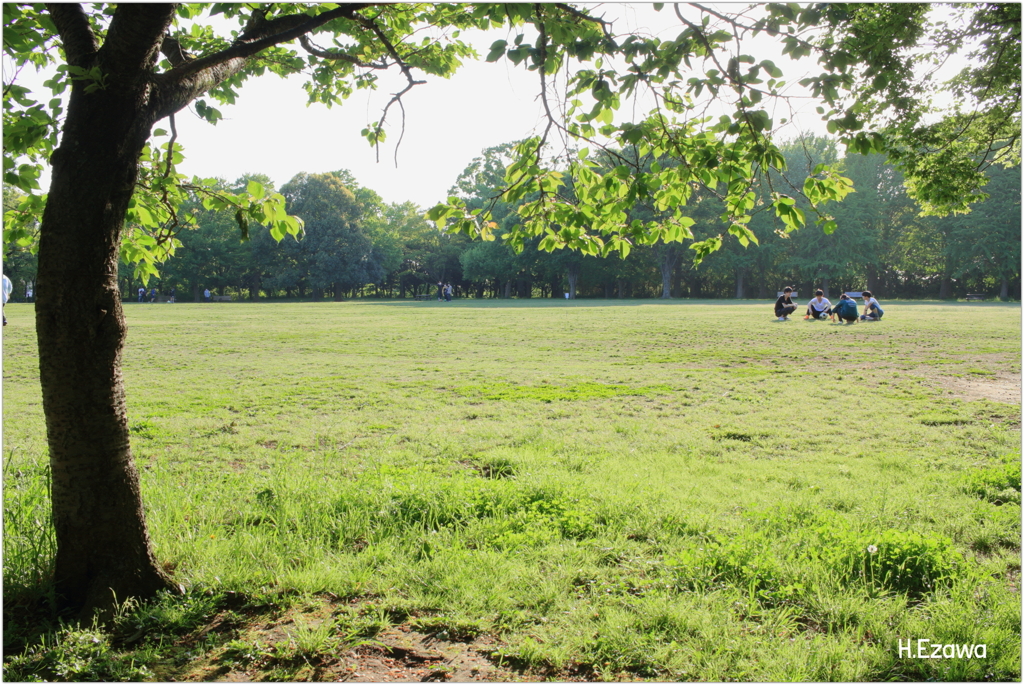 緑の公園