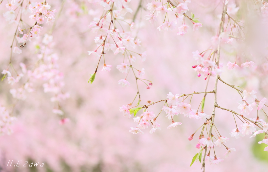 美術館の桜16