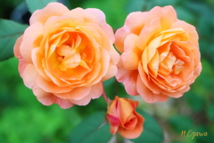 wonderful scented roses2