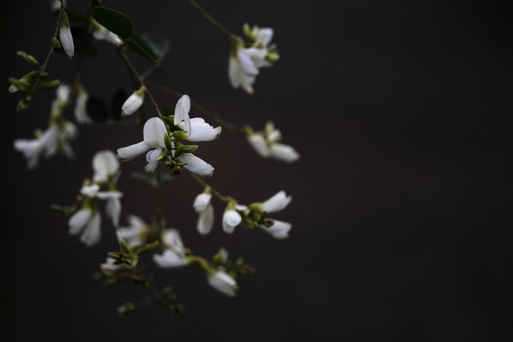 ちいさな白花