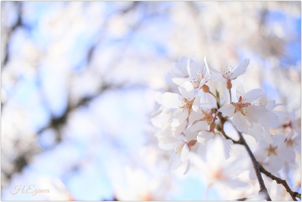 栄福寺の枝垂れ桜9