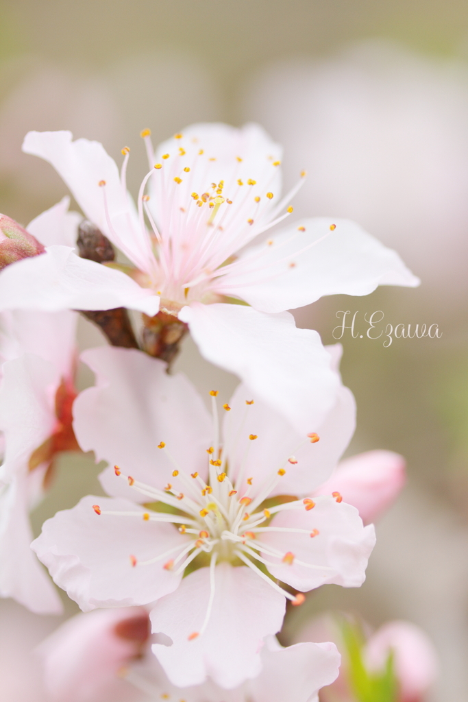 sakura