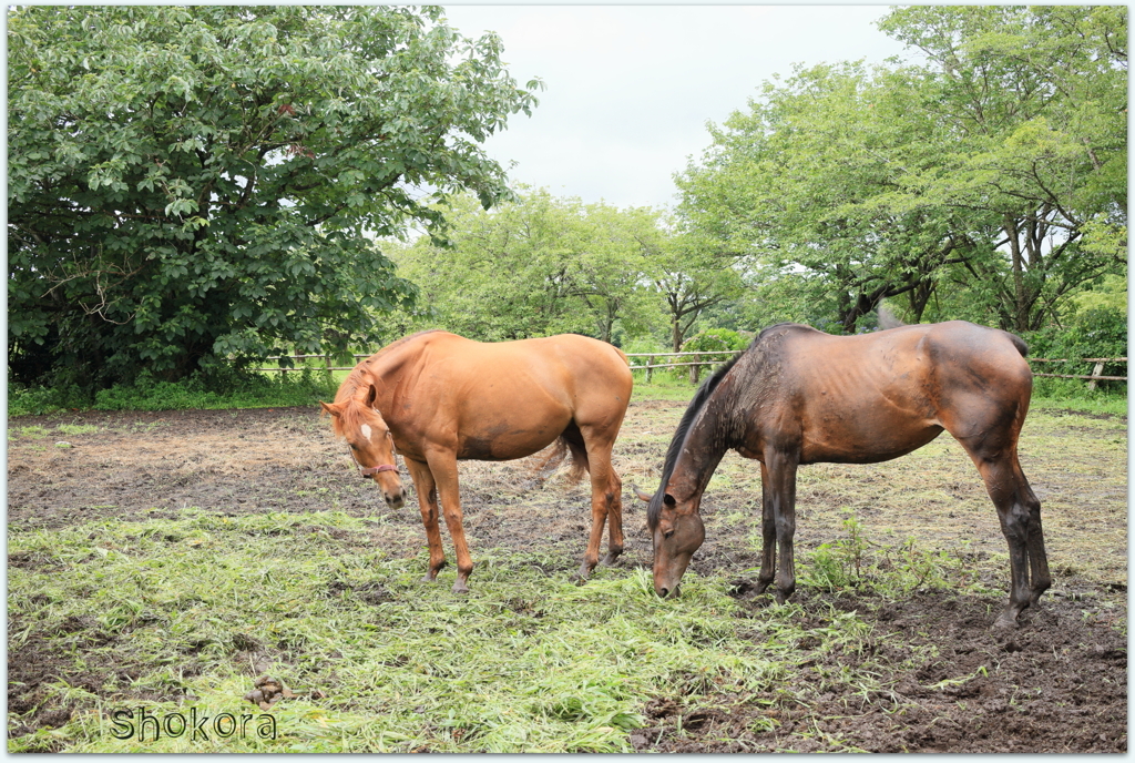 2頭の馬Ⅱ