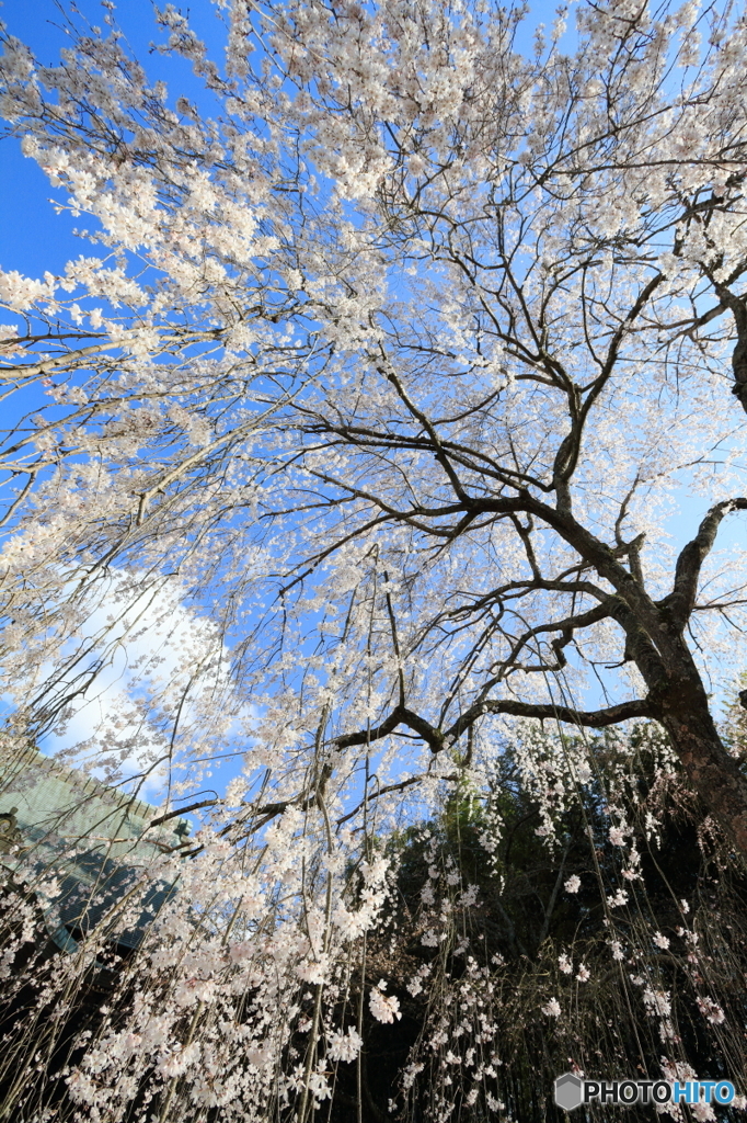 姫桜の空Ⅱ