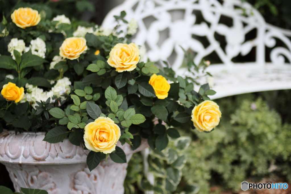Yellow roses