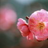 春の挨拶