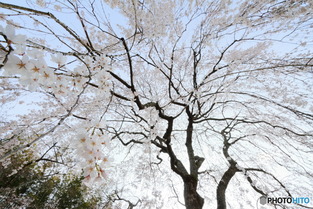 桜の木の下で